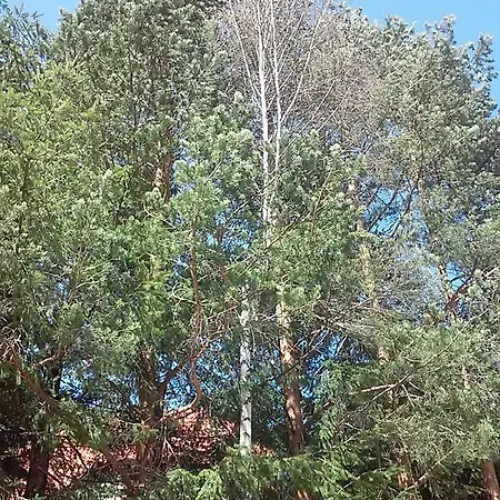 Apartman Kovacevic Zlatibor