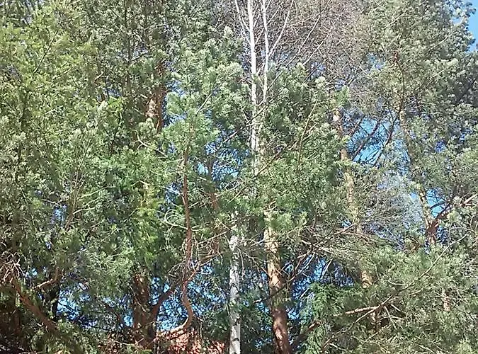 شقة Kovacevic زلاتيبور